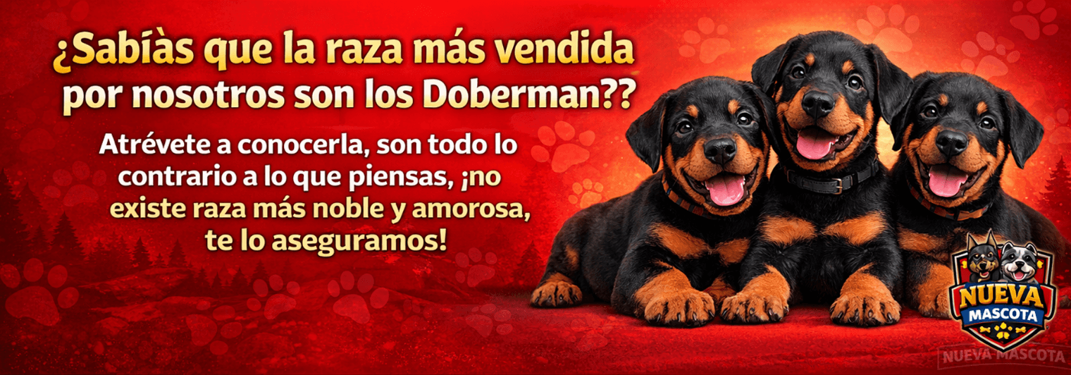 Promoción 3